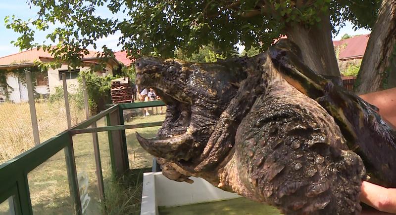 Félelmetes és veszélyes albérlők a Balatonban