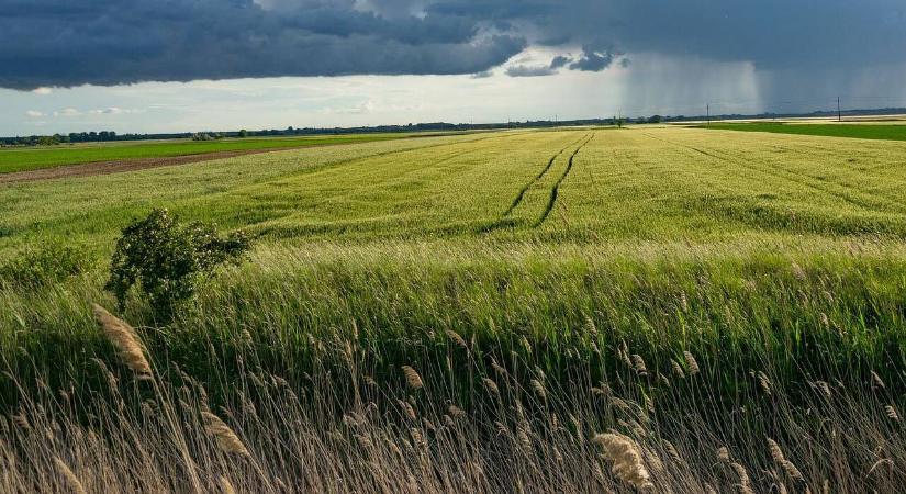 Nagy esők után csökken a talaj pH-értéke