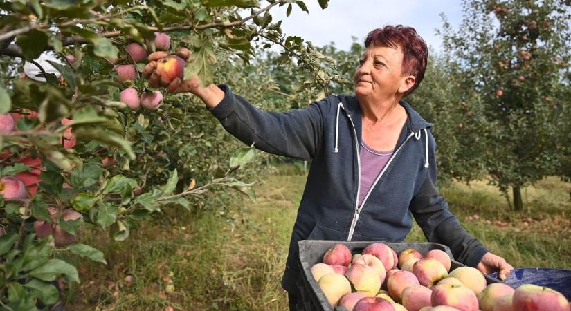 Öntözés és fagyvédelem nélkül nincs kertészeti termelés