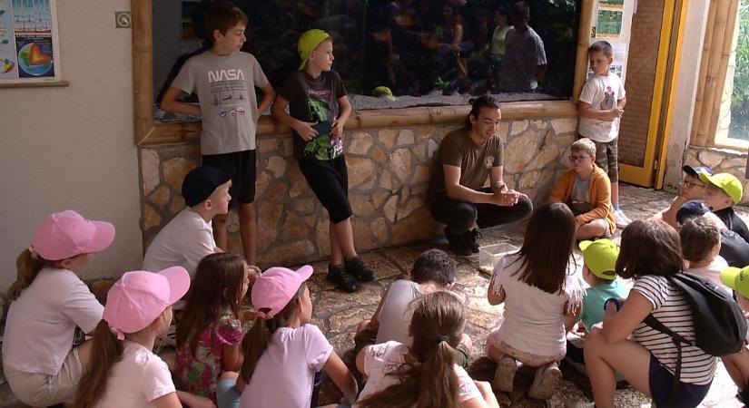 Népszerűek a Zoo Debrecen táborai: idén nyáron már 350 kisdiák vett részt rajtuk – videóval