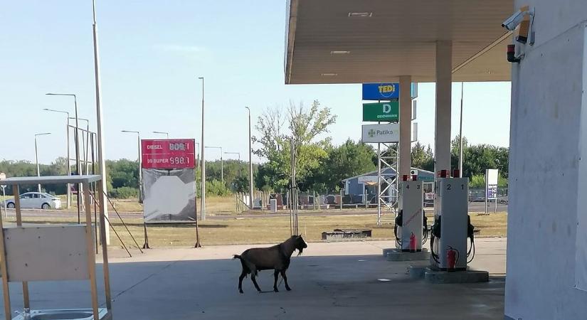 Megújulóról fosszilisra váltott? Kecske nézett farkasszemet egy berettyóújfalui kútoszloppal