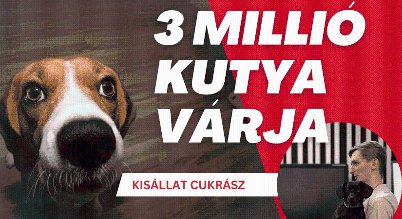 3 millió kutyagazdi közül lesz, aki megveszi? Vállalkozók versenye 3. rész