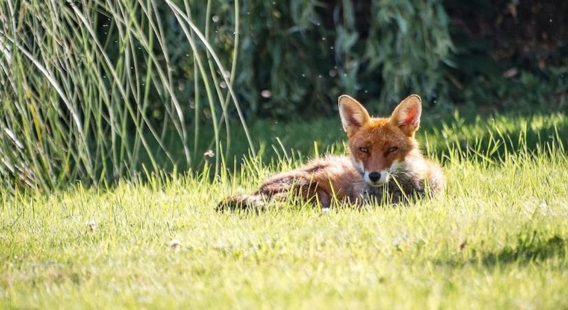 Óvatosságra intik a közösségi park látogatóit