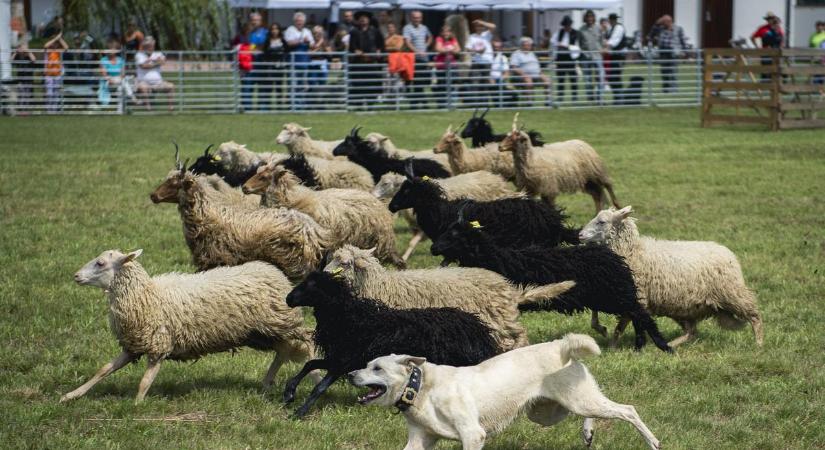 Mostantól a hihetetlenül cuki sinka is a magyar nemzeti kutyafajták közé tartozik - fotó