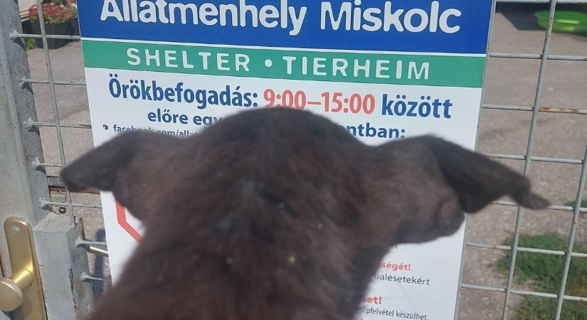 Munkatársunk megtalálta, már örökbe is fogadható az édes kiskutya