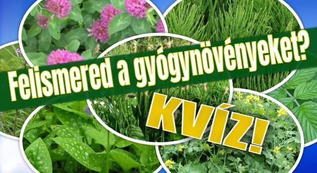 Gyógynövényes kvíz: Azt hiszed csak gaz, vagy felismered a gyógyhatású növényeket?