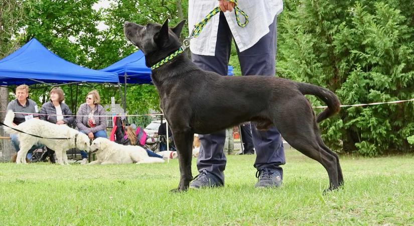 Hivatalos: megvan a tizedik magyar kutyafajta