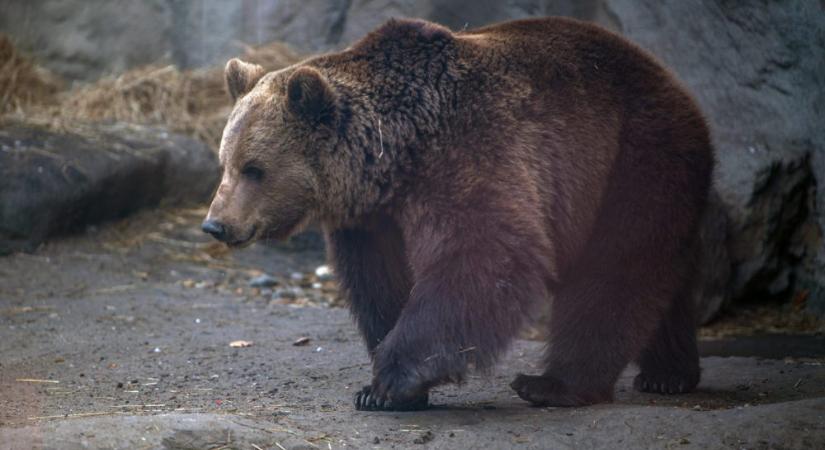 Újra láthatóak lesznek barnamedvék a Fővárosi Állat- és Növénykertben