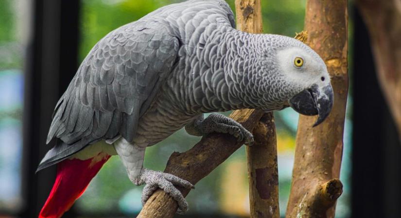 Világrekordot döntött Apollo, a beszélő papagáj