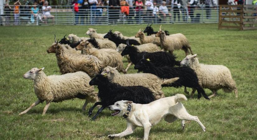 Nemzeti kutyafajta lett a sinka, de a pumisok ezt nem fogadják el