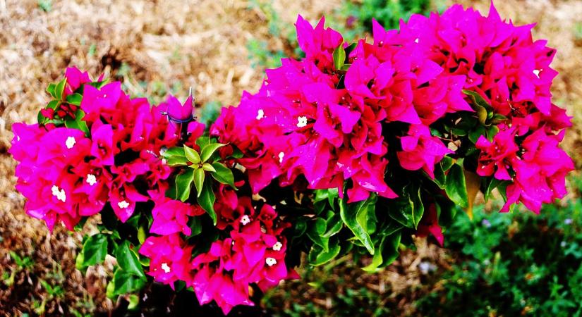 Bougainvillea az egerszegi Kertvárosban