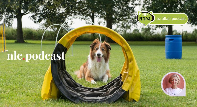 Petcast. Az állati podcast: Mozgasd meg a kutyádat! 1. A hoopers