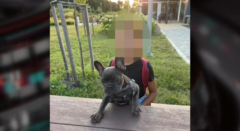 Halálra marcangolta egy tízéves kislány kutyusát egy kiszökött pitbull Pápán: hiába kiabált, rengetegen sétáltak el mellettük segítség nélkül – videó