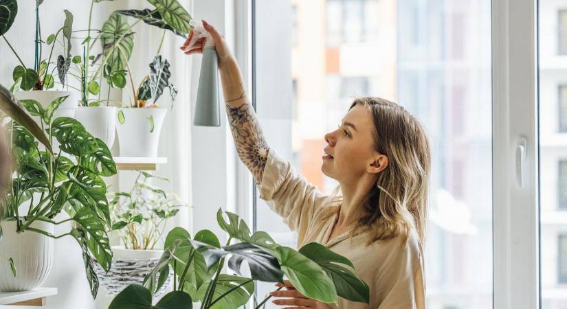 6 szobanövény, ami nagyobb kincs, mint hinnéd: még a fekete penész ellen is bevetheted őket