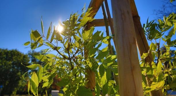 Gondozni kell a növényeket, locsolni és karbantartani a kánikula idején