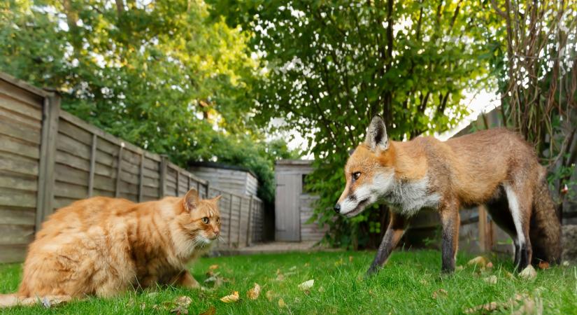 A vörös rókák a kutyafélék legmacskásabb képviselői