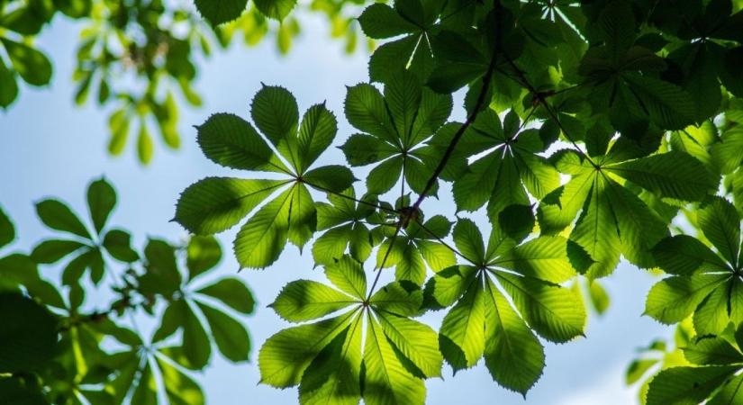 Permetezés a városi vadgesztenyék védelméért