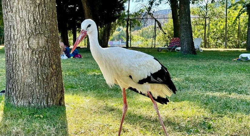 Karcsi gólya még mindig a Palatinus strand törzsvendége