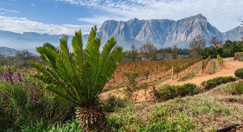 Stellenbosch, a borok hazája – Ízelítő a First Class Magazin 2024/46. számából