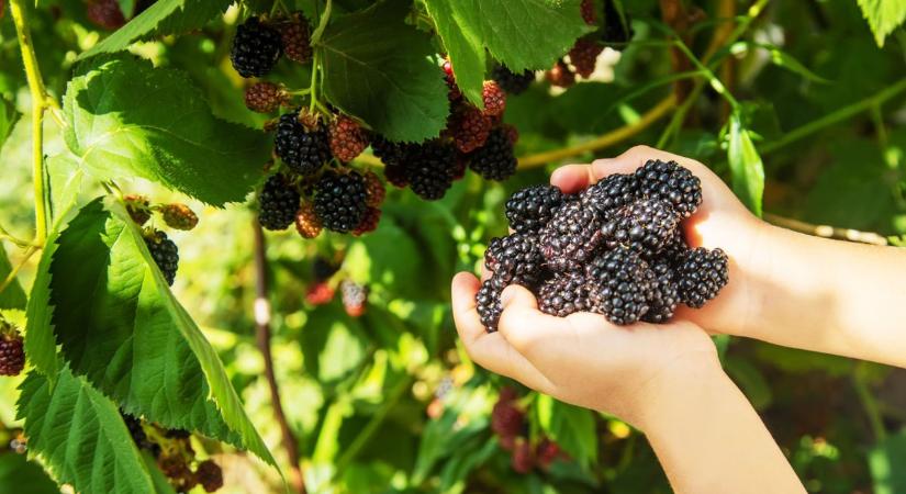 Most érik a gyógyerejű magyar gyümölcs: egyél sokat belőle és élj 120 évig!