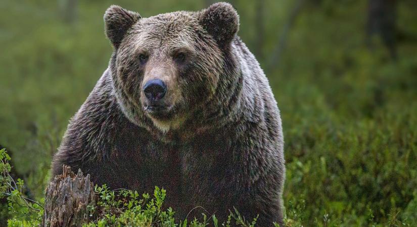 Akkor veszélyes a nagyvad, ha már nem fél az embertől