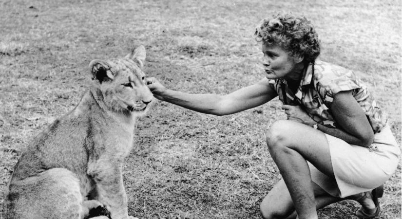 Festőművészből világhírű állatvédő: Joy Adamson, a nagymacskákkal suttogó