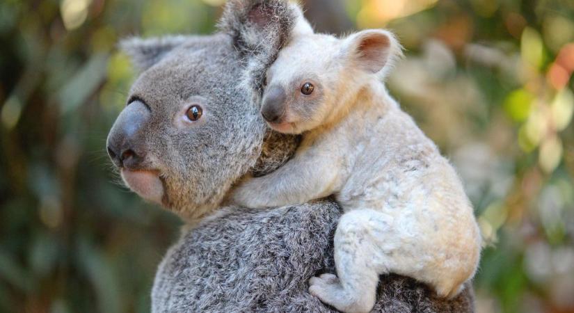 Koala-számlálást tartanak Ausztráliában a lakosság segítségével