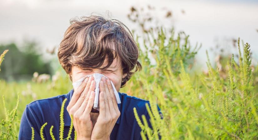 Allergiások figyelem! Ekkora károkat okoz a parlagfű