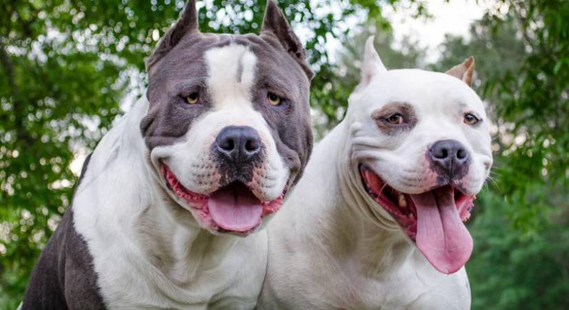 Kolibri szállt a pitbullok közé: meglepő dolog történt ezután