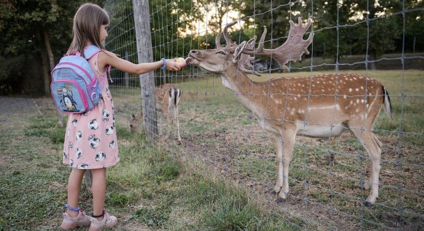 Az éjszaka titkai tárultak fel a Hatvani Vadasparkban