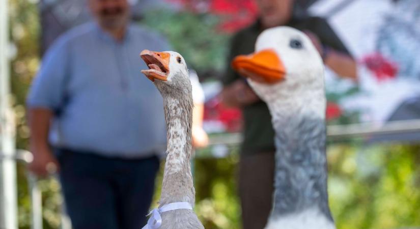 Libaszépségverseny, libás ínyencségek és sztárvendégek várták a látogatókat Szurdokpüspökiben (fotók)