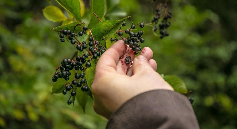 Varázserejű, gyógyító lekvár készülhet bodzabogyóból, most érdemes gyűjteni