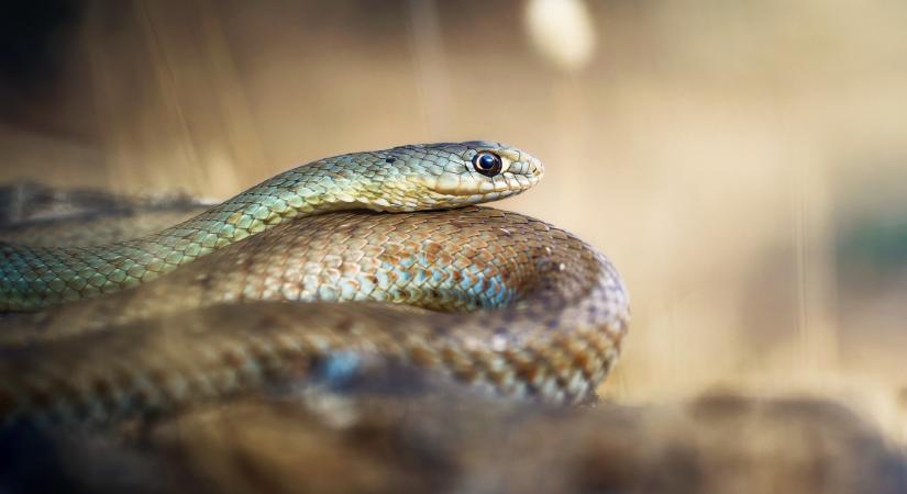 Különös tojásokra bukkantak a hulladékátvevőben: most kiderült, mi kelt ki belőlük