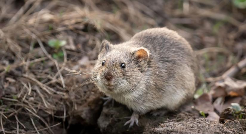 Aratás után időszerű a mezei pocok elleni védekezés Békésben is