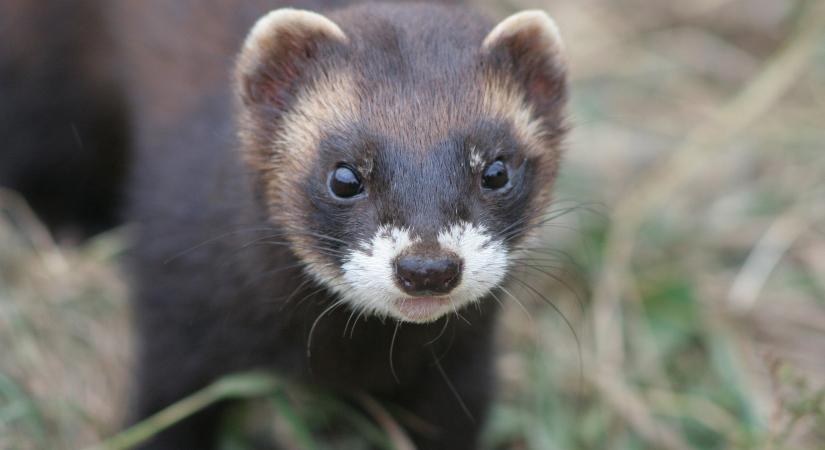 A rágcsálókat irtjuk, de görényeket és más védett állatokat is mérgezünk az irtószerekkel