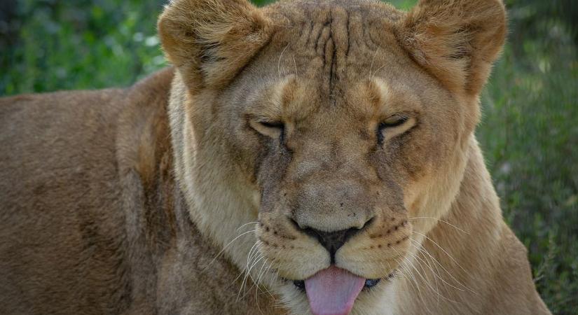 Zimba, Linua és Elza idős éveire új oroszlánházat építenének a Gyöngyösi Állatkertben