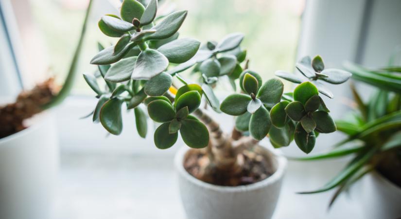 Íme a titokzatos növény, ami a Feng Shui szerint gazdagságot visz az otthonodba