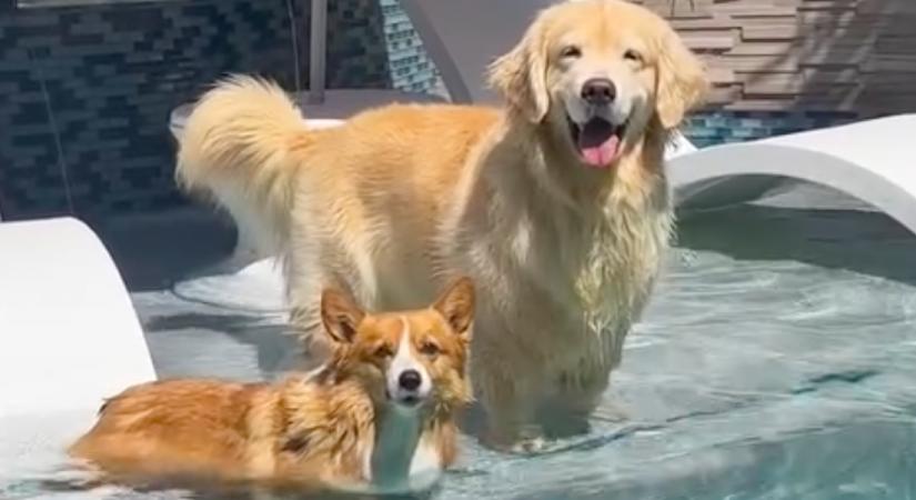 Együtt akart fürdeni a corgi és a golden retriever: ami történt, azon milliók nevetnek - Videó