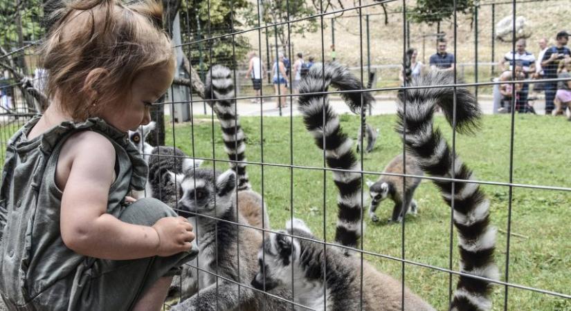 Amatőrök is indulhatnak az állatkerti meseíró pályázaton