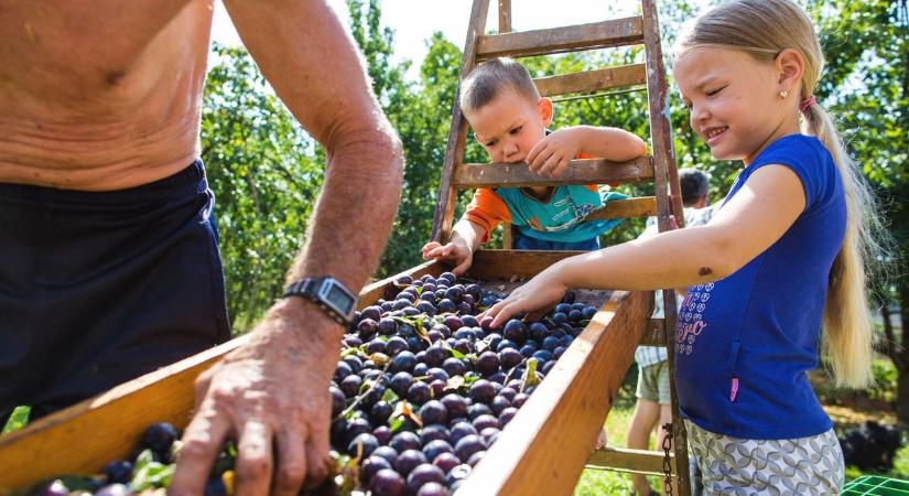 Csökkent a szilva területe, de a termésmennyiség a jobb évjáratokat idézi