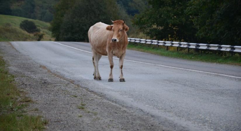 Akár saját akár nem, vigyázni kell az elkószáló szarvasmarhákkal