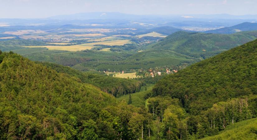 A magyar erdőket veszélyezteti a klímaváltozás