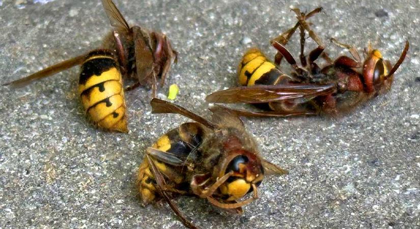 Életveszélyes darázsinvázió Budapesten és környékén, halált okozhatnak a sárga-fekete csíkos rovarok