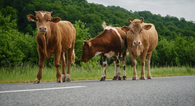 Gondatlan gazda ellen emelt vádat az ügyészség: óriási károkat okozott