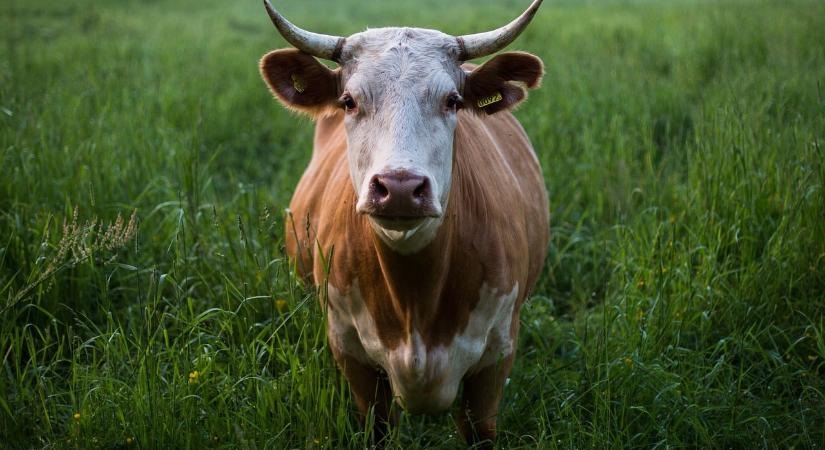 Tizenkétszer állították meg a vonatot egy balga férfi barmai