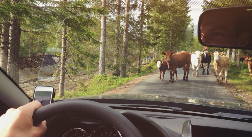 Az úton és a síneken kóboroltak a tehenek, büntetés lett a vége