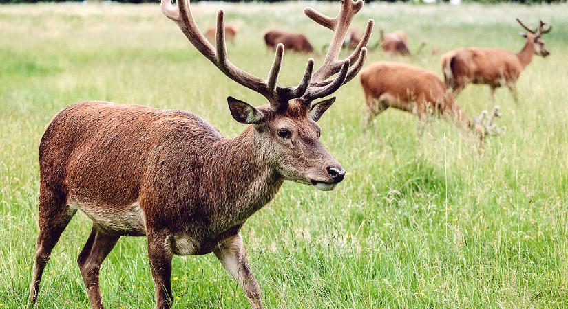 Milliárdos veszteséget okoznak a vadkárok