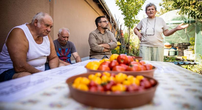 Katasztrófa a csabai kertekben: a paradicsom nem bírt a hőséggel és az atkákkal – videóval