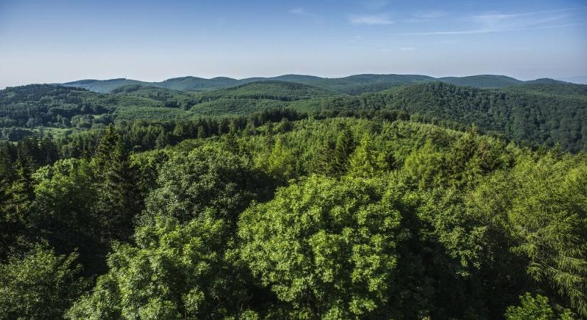 HUN-REN: nagy segítséget jelentene a felmelegedés elleni küzdelemben, ha hagynák visszavadulni az erdőket