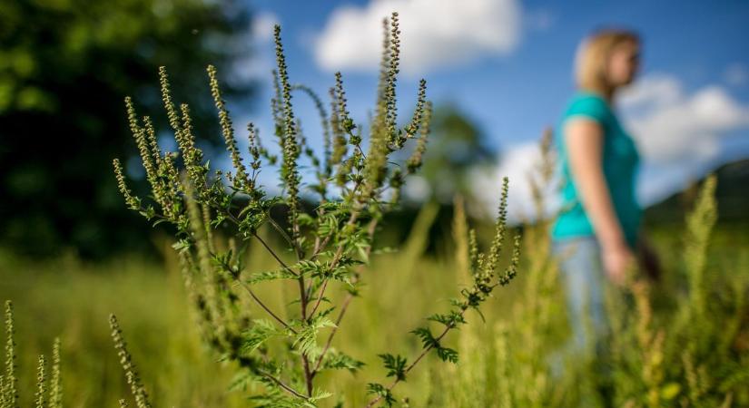 A héten már durva tüneteik is lehetnek az allergiásoknak